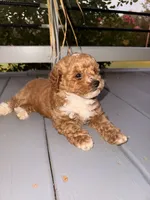 Socks, a female Poodle - Toy  for sale in Griffin, GA – 5 of 7