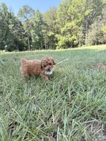 Sugar, a female Poodle - Toy  for sale in Griffin, GA – 9 of 9