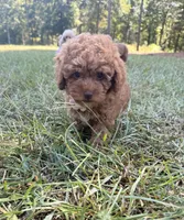 Linda, a female Poodle - Toy  for sale in Griffin, GA – 5 of 7