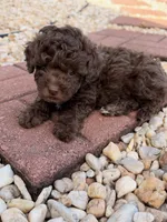 Coco, a male Poodle - Toy  for sale in Griffin, GA – 3 of 6