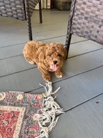 Teddy, a male Poodle - Toy  for sale in Griffin, GA – 4 of 6