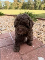 Coco, a male Poodle - Toy  for sale in Griffin, GA – 5 of 6