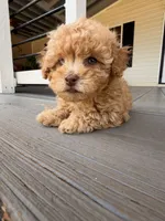 Blonde , a male Poodle - Toy  for sale in Griffin, GA – 7 of 7