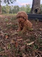 Linda!, a female Poodle - Toy  for sale in Griffin, GA – 6 of 9