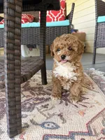 Socks, a female Poodle - Toy  for sale in Griffin, GA – 1 of 7