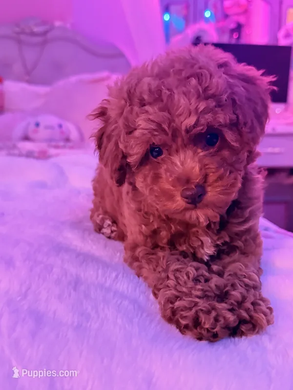 Lili  – Poodle - Toy  puppy for sale in Griffin, GA