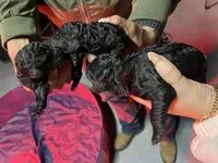 Tesla , a female Goldendoodle for sale in Dublin, CA – Photo 1 of 3