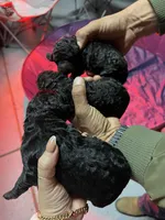 Tesla , a female Goldendoodle for sale in Dublin, CA – Photo 2 of 3