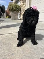 Tesla , a female Goldendoodle for sale in Los Angeles, CA – Photo 2 of 3