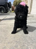 Tesla , a female Goldendoodle for sale in Los Angeles, CA – Photo 3 of 3
