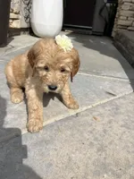 Mercedes, a female Goldendoodle for sale in Los Angeles, CA – Photo 3 of 4