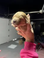 Mercedes, a female Goldendoodle for sale in Dublin, CA – Photo 5 of 7