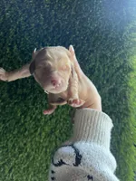 Mercedes, a female Goldendoodle for sale in Dublin, CA – Photo 2 of 7