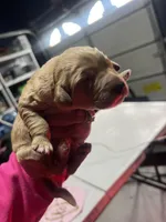 Mercedes, a female Goldendoodle for sale in Dublin, CA – Photo 6 of 7