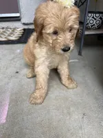 Mercedes, a female Goldendoodle for sale in Los Angeles, CA – Photo 1 of 4