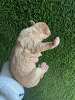 Mercedes, a female Goldendoodle for sale in Dublin, CA – Photo 4 of 7