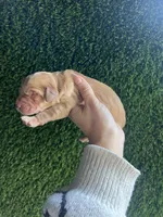 Mercedes, a female Goldendoodle for sale in Dublin, CA – Photo 3 of 7