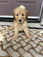 Mercedes, a female Goldendoodle for sale in Los Angeles, CA – Photo 2 of 4