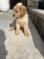 Mercedes, a female Goldendoodle for sale in Los Angeles, CA – Photo 4 of 4
