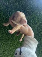 Mercedes, a female Goldendoodle for sale in Dublin, CA – Photo 1 of 7