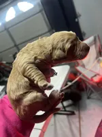 Mercedes, a female Goldendoodle for sale in Dublin, CA – Photo 7 of 7