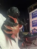 Porsha, a female Goldendoodle for sale in Dublin, CA – Photo 2 of 2