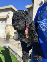 Porsha, a female Goldendoodle for sale in Los Angeles, CA – Photo 1 of 5