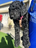 Porsha, a female Goldendoodle for sale in Los Angeles, CA – Photo 5 of 5