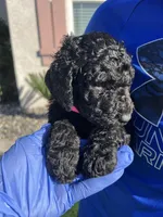 Porsha, a female Goldendoodle for sale in Los Angeles, CA – Photo 3 of 5