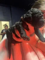 Porsha, a female Goldendoodle for sale in Dublin, CA – Photo 1 of 2