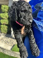 Porsha, a female Goldendoodle for sale in Los Angeles, CA – Photo 2 of 5