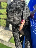 Porsha, a female Goldendoodle for sale in Los Angeles, CA – Photo 4 of 5