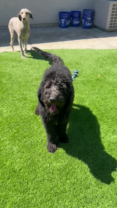 Prada, a female Goldendoodle for sale in Walnut Creek, CA – 2 of 2