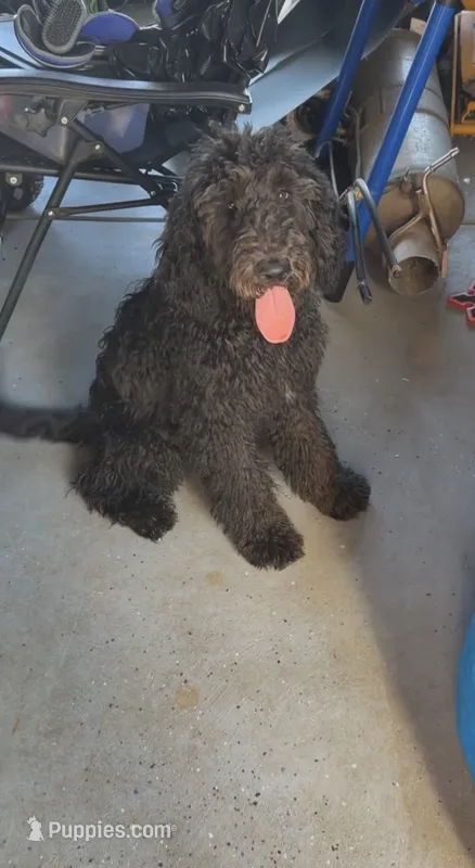Prada – Goldendoodle puppy for sale in Walnut Creek, CA
