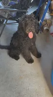 Prada, a female Goldendoodle for sale in Walnut Creek, CA – 1 of 2