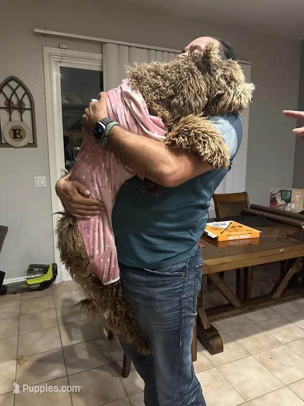 Coco – Goldendoodle, Poodle - Standard  puppy for sale in Walnut Creek, CA