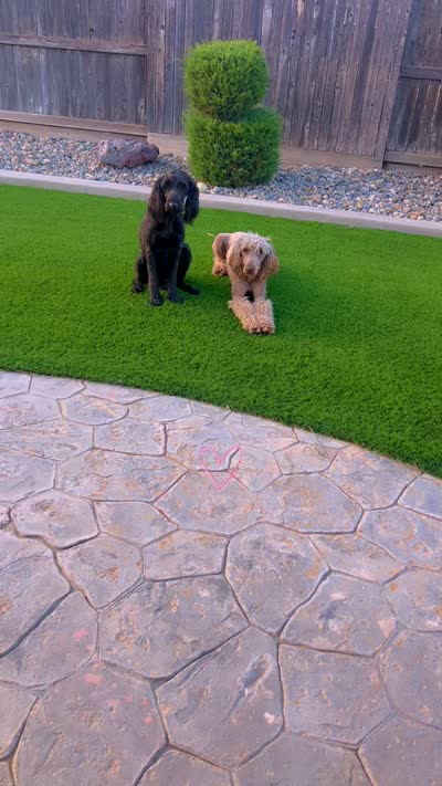 Coco, a female Goldendoodle and Poodle - Standard  for sale in Walnut Creek, CA – 3 of 4