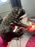 Buggata, a female Goldendoodle for sale in Dublin, CA – Photo 3 of 3