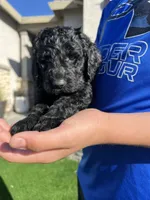 Genesis, a female Goldendoodle for sale in Los Angeles, CA – Photo 4 of 4