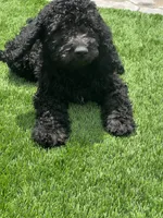 Genesis, a female Goldendoodle for sale in Walnut Creek, CA – 1 of 3