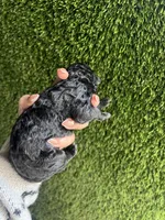 Genesis, a female Goldendoodle for sale in Dublin, CA – Photo 4 of 4