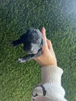 Genesis, a female Goldendoodle for sale in Dublin, CA – Photo 2 of 4