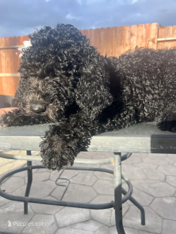 Genesis – Goldendoodle puppy for sale in Walnut Creek, CA