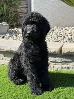 Genesis, a female Goldendoodle for sale in Walnut Creek, CA – 3 of 3