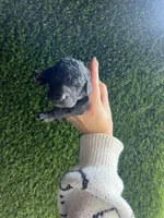 Genesis, a female Goldendoodle for sale in Dublin, CA – Photo 3 of 4