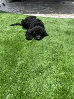 Genesis, a female Goldendoodle for sale in Walnut Creek, CA – 2 of 3