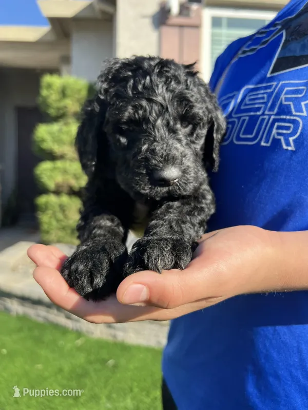 Genesis – Goldendoodle puppy for sale in Dublin, CA