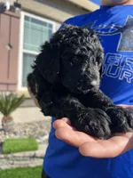 Genesis, a female Goldendoodle for sale in Los Angeles, CA – Photo 2 of 4