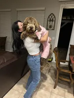 Coco, a female Goldendoodle and Poodle - Standard  for sale in Walnut Creek, CA – 2 of 4