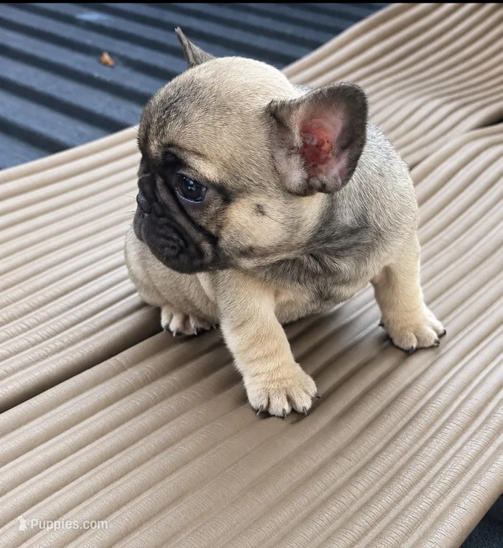 Cinnamon  – French Bulldog puppy for sale in Atlanta, GA